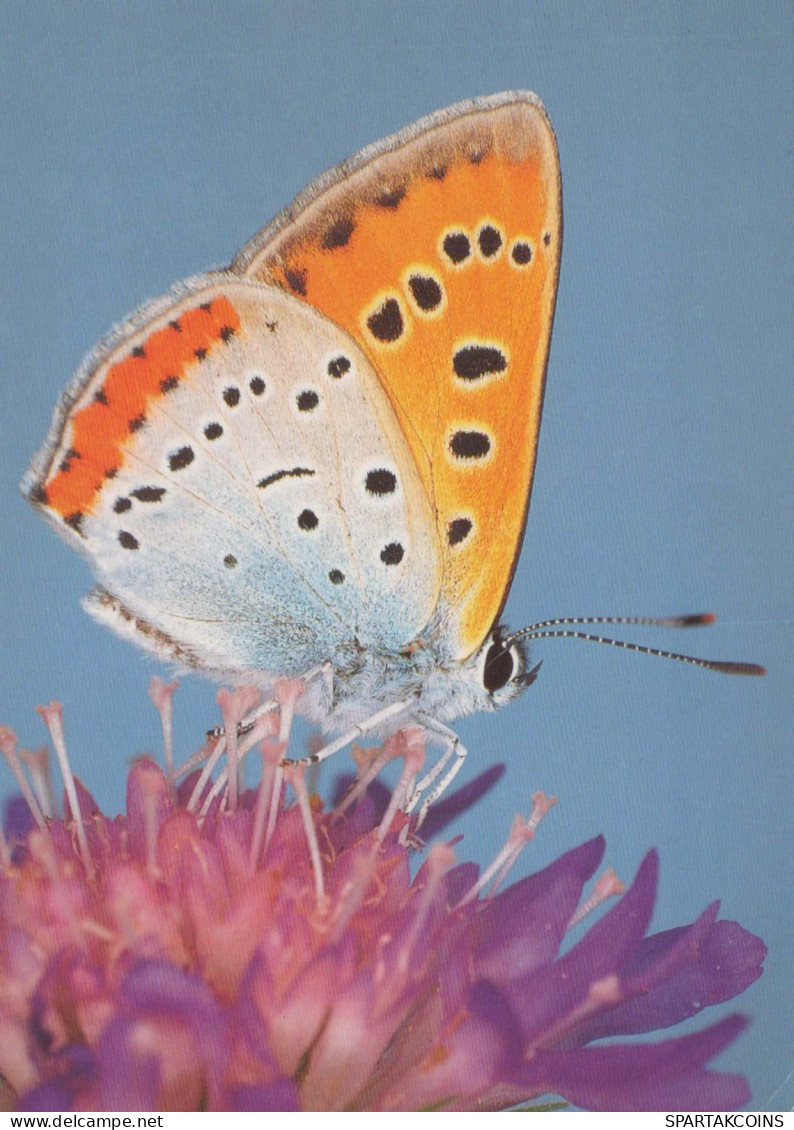 MARIPOSAS Vintage Tarjeta Postal CPSM #PBZ914.ES - Schmetterlinge