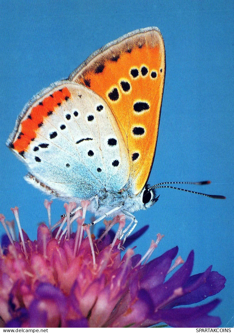 MARIPOSAS Vintage Tarjeta Postal CPSM #PBZ914.ES - Mariposas