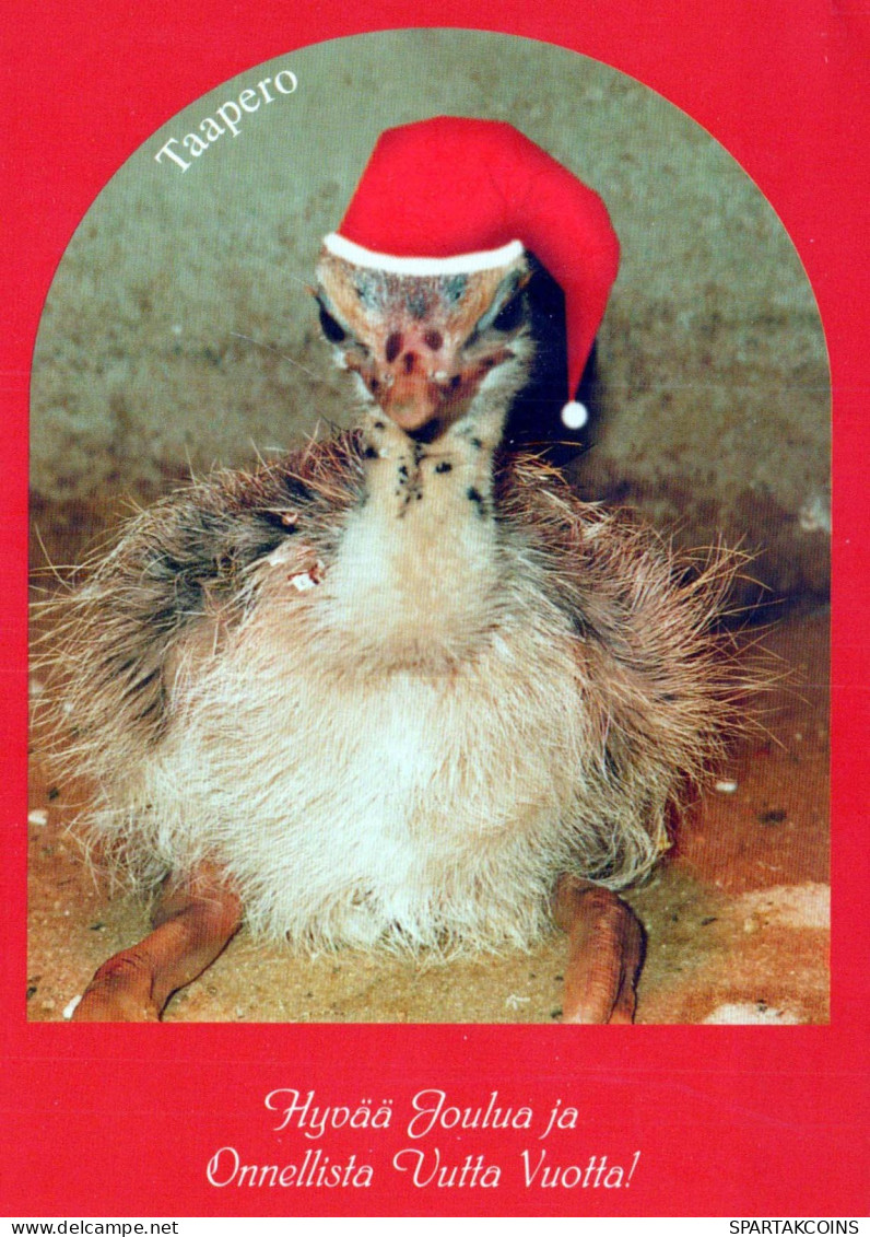PÁJARO Animales Vintage Tarjeta Postal CPSM #PBR604.ES - Oiseaux