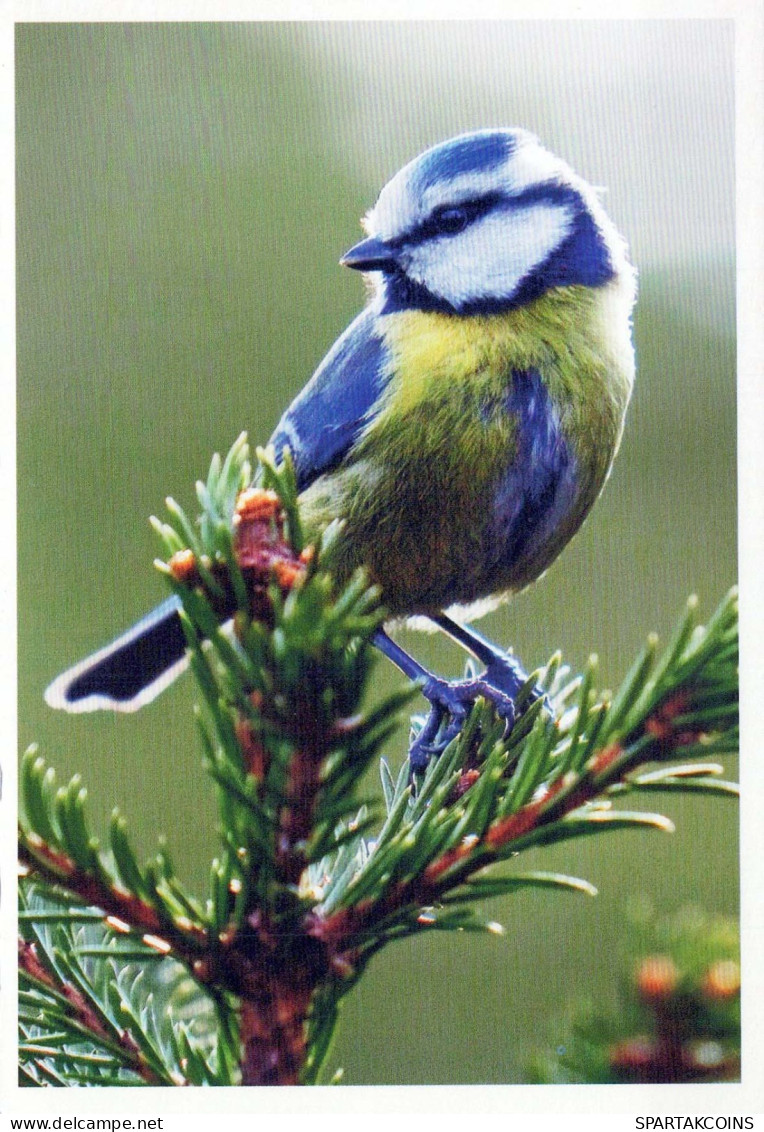 PÁJARO Animales Vintage Tarjeta Postal CPSM #PBR417.ES - Birds