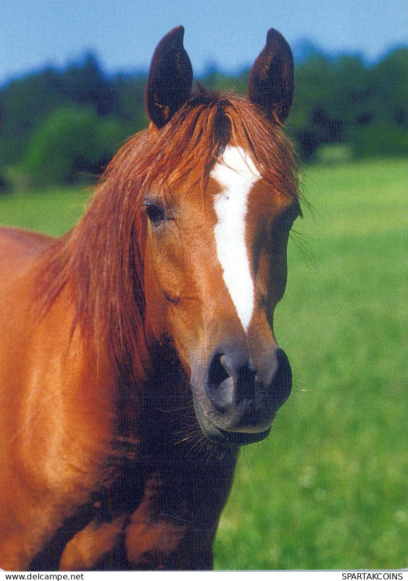 CABALLO Animales Vintage Tarjeta Postal CPSM #PBR942.ES - Cavalli