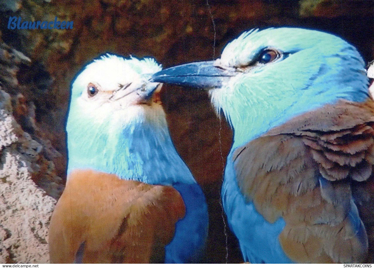 PÁJARO Animales Vintage Tarjeta Postal CPSM #PBR670.ES - Oiseaux