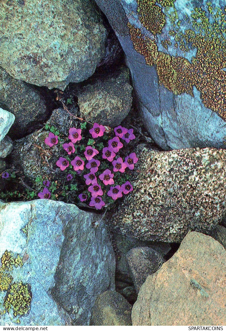 FLOWERS Vintage Ansichtskarte Postkarte CPSM #PAS505.DE - Blumen