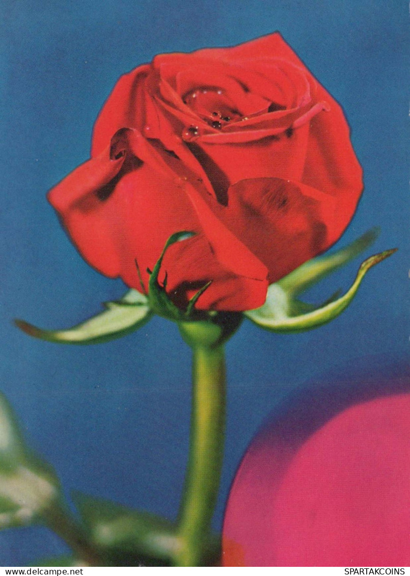 FLOWERS Vintage Ansichtskarte Postkarte CPSM #PAS325.DE - Fleurs