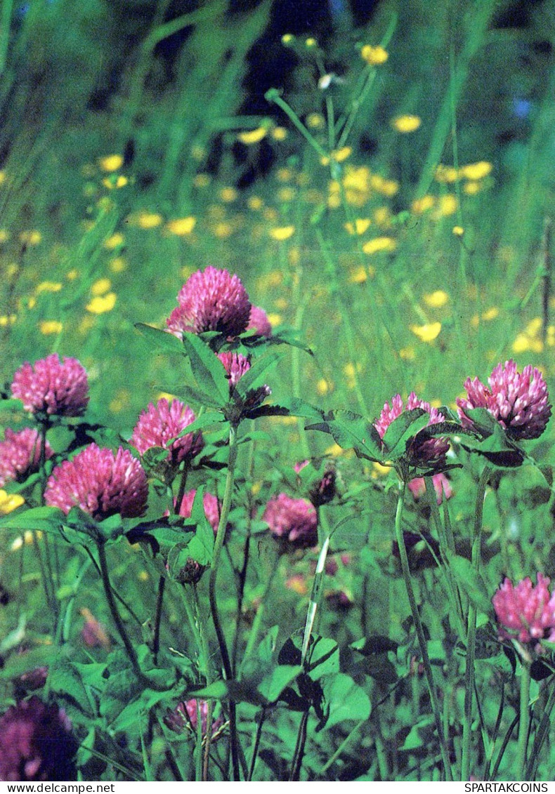 FLOWERS Vintage Ansichtskarte Postkarte CPSM #PAS445.DE - Blumen