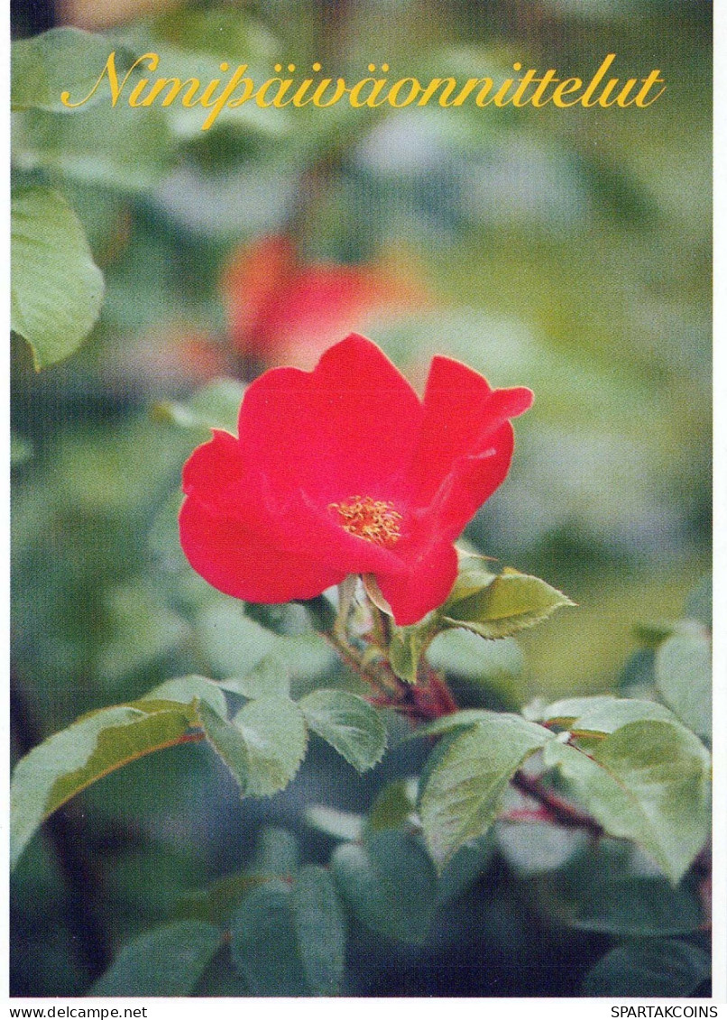 FLOWERS Vintage Ansichtskarte Postkarte CPSM #PAS265.DE - Blumen