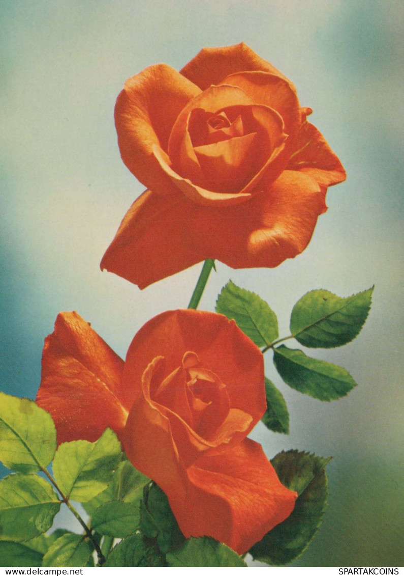FLOWERS Vintage Ansichtskarte Postkarte CPSM #PAS145.DE - Flowers