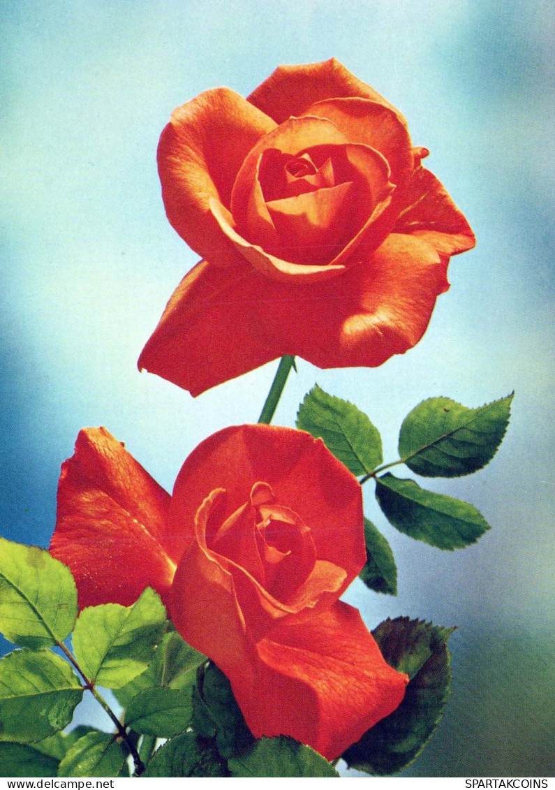 FLOWERS Vintage Ansichtskarte Postkarte CPSM #PAS145.DE - Blumen