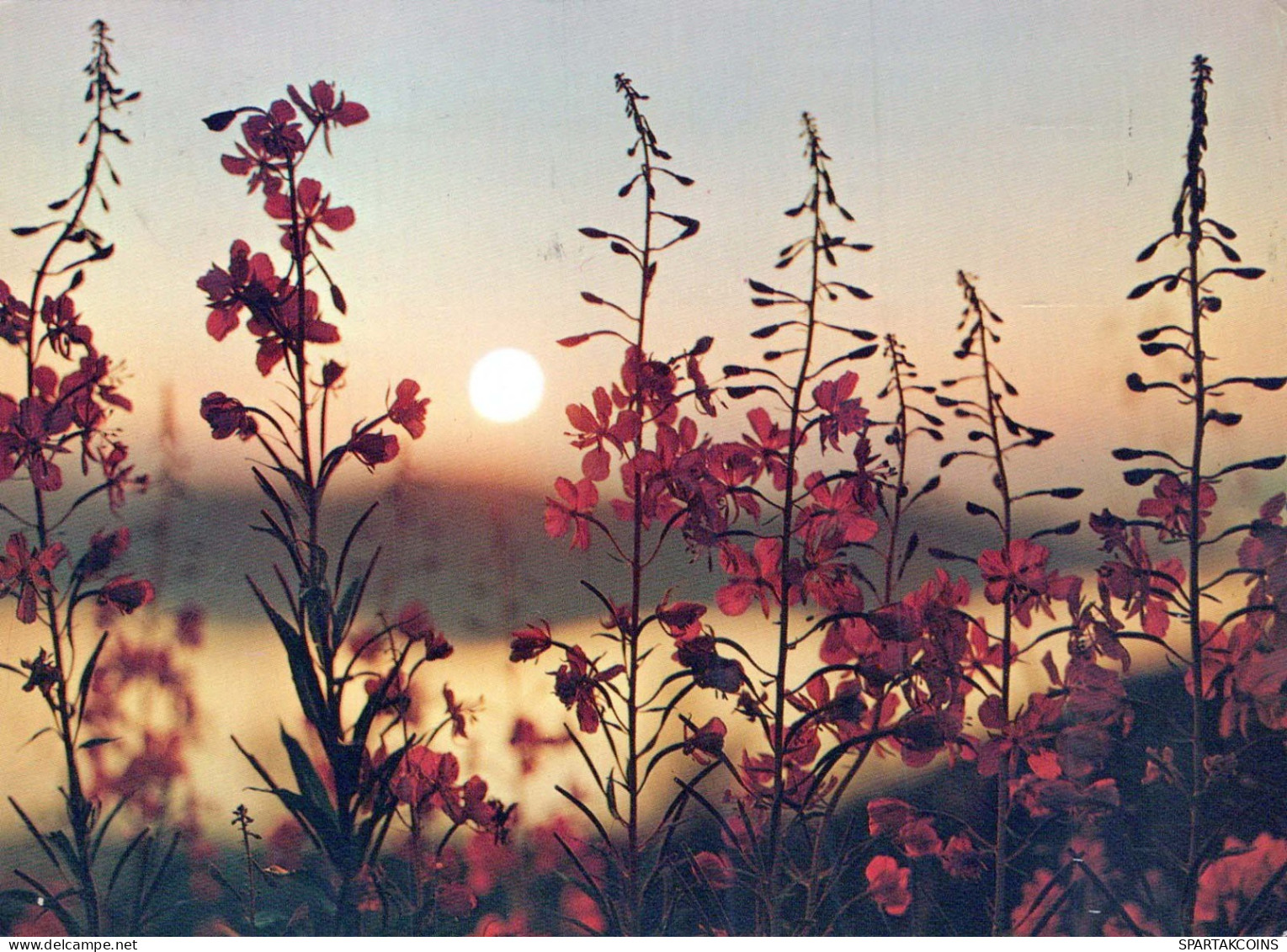 FLOWERS Vintage Ansichtskarte Postkarte CPSM #PAR544.DE - Fiori