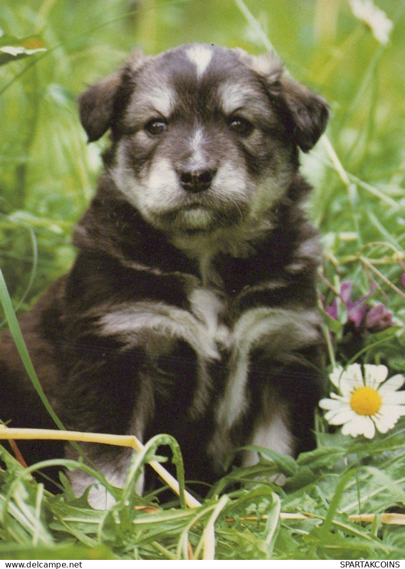 HUND Tier Vintage Ansichtskarte Postkarte CPSM #PAN803.DE - Chiens