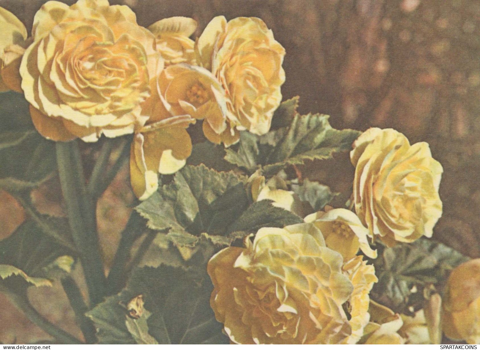 FLOWERS Vintage Ansichtskarte Postkarte CPSM #PAR424.DE - Fiori