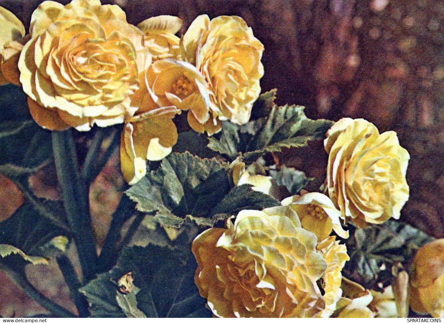 FLOWERS Vintage Ansichtskarte Postkarte CPSM #PAR424.DE - Flowers