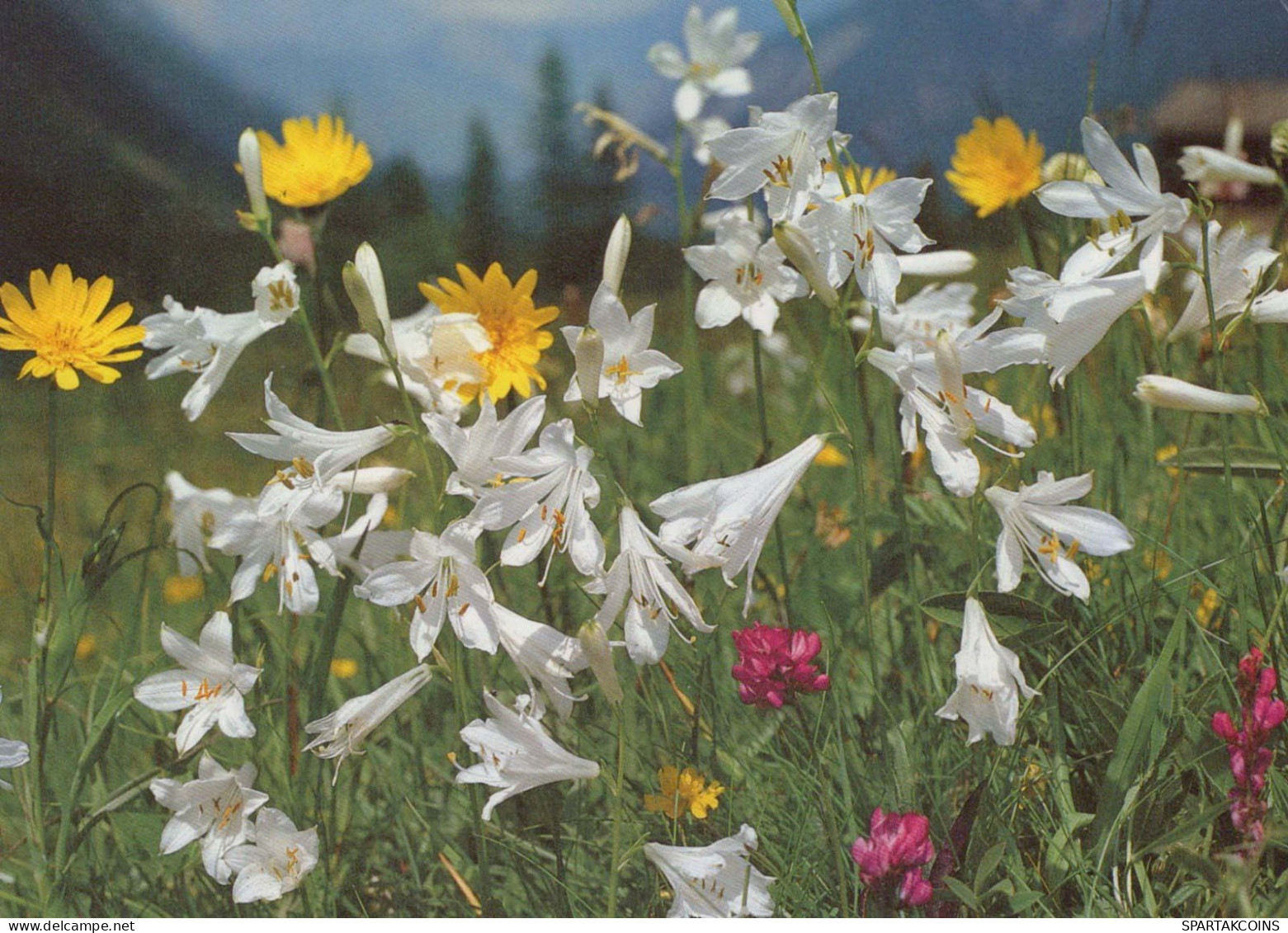 FLOWERS Vintage Ansichtskarte Postkarte CPSM #PAR243.DE - Blumen