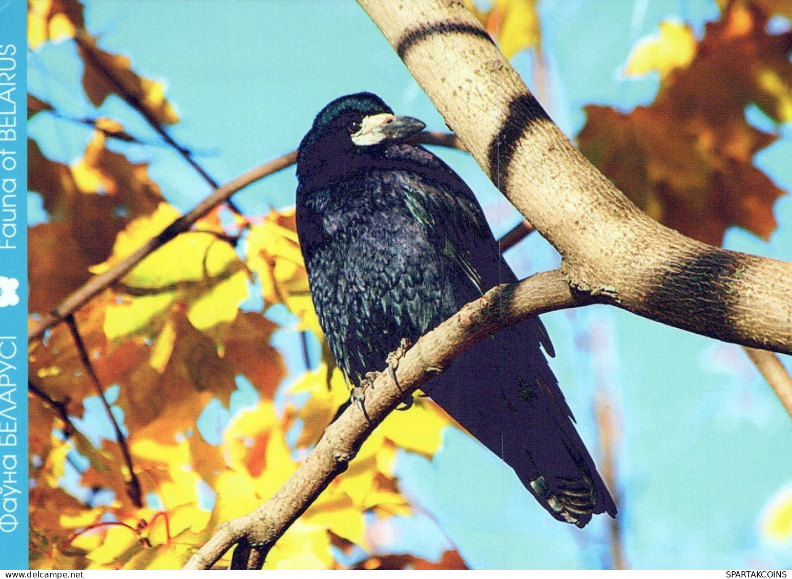 VOGEL Tier Vintage Ansichtskarte Postkarte CPSM #PAN412.DE - Oiseaux