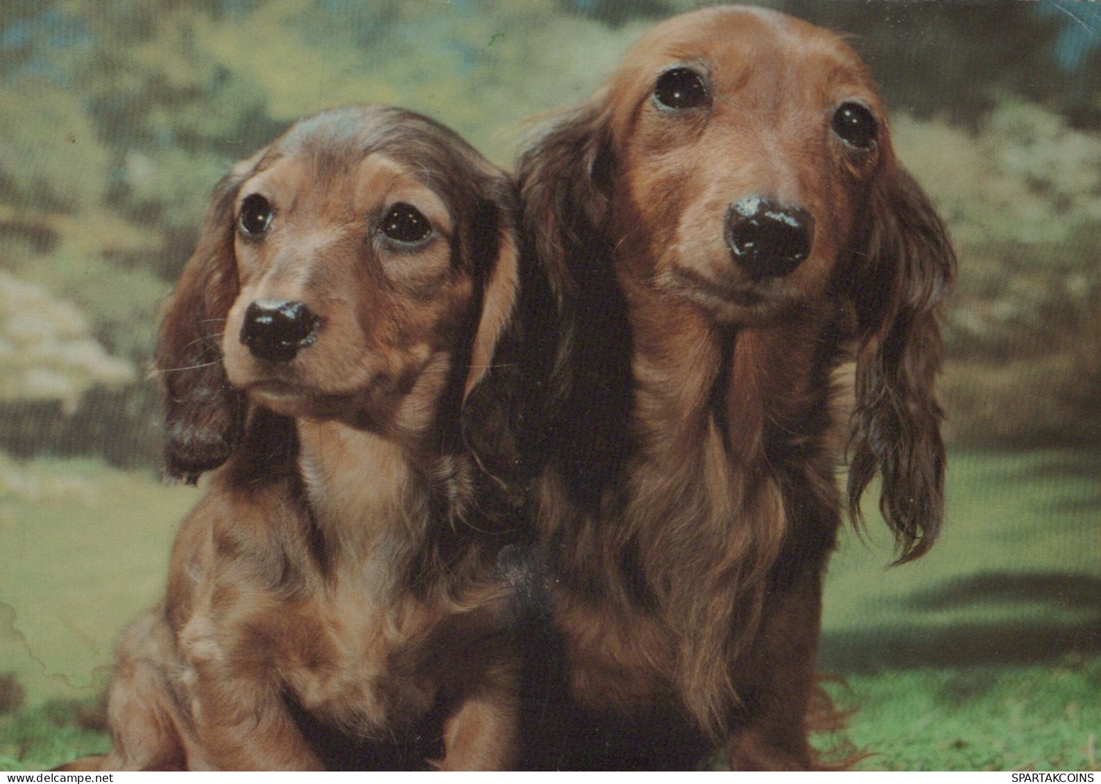 HUND Tier Vintage Ansichtskarte Postkarte CPSM #PAN672.DE - Dogs