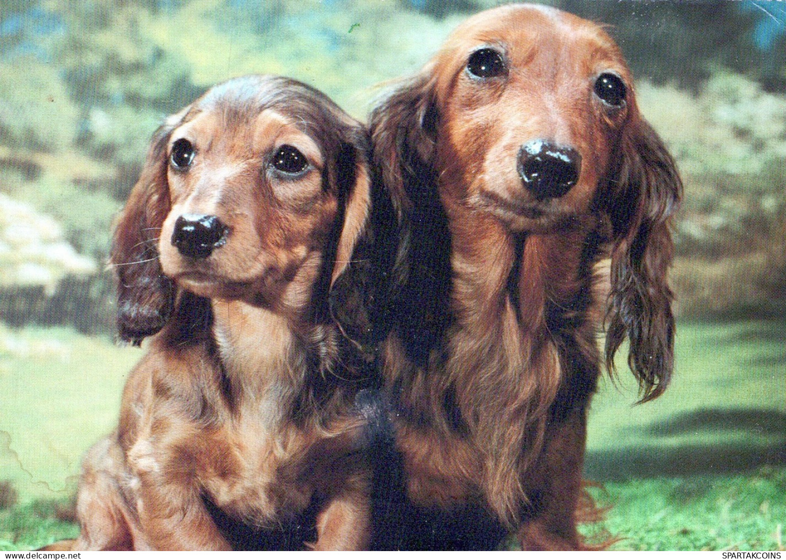 HUND Tier Vintage Ansichtskarte Postkarte CPSM #PAN672.DE - Chiens