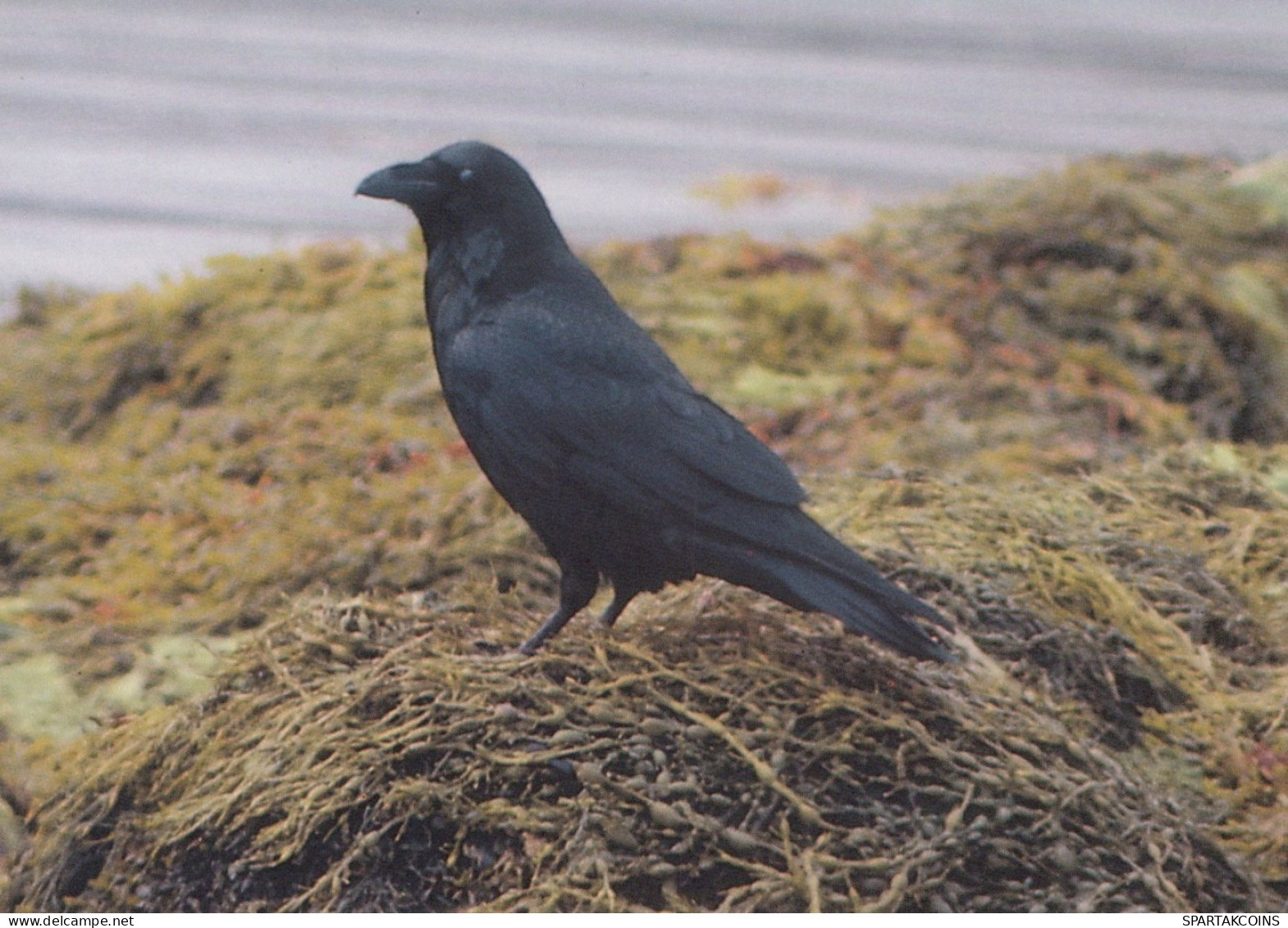 VOGEL Tier Vintage Ansichtskarte Postkarte CPSM #PAN103.DE - Vögel