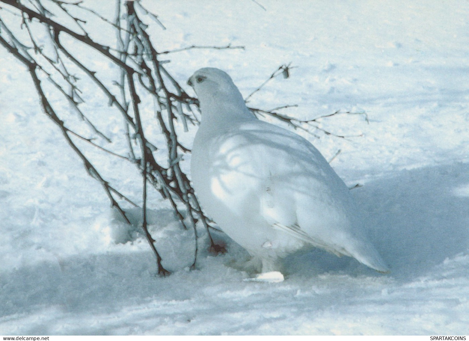 VOGEL Tier Vintage Ansichtskarte Postkarte CPSM #PAM668.DE - Vögel