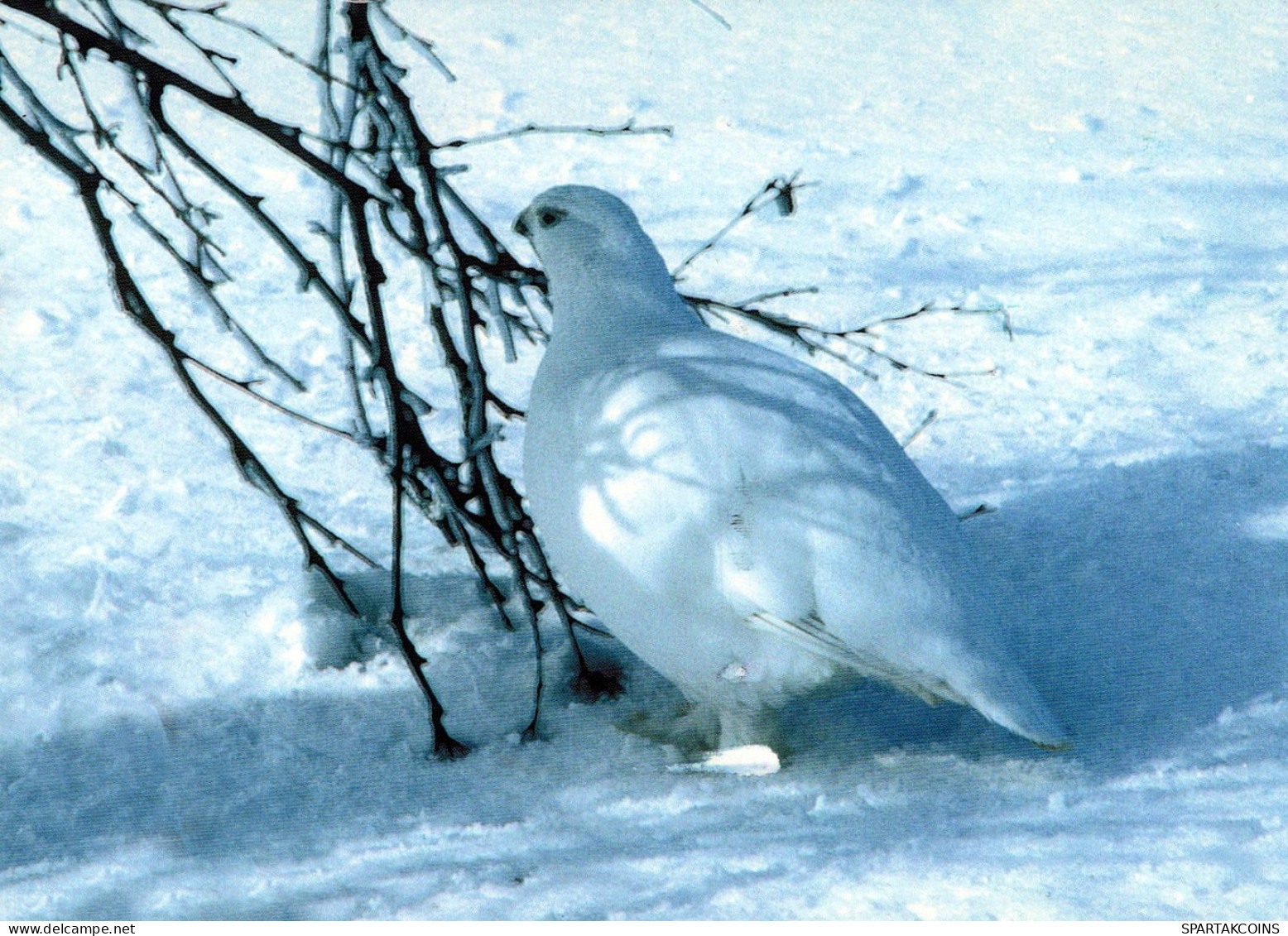 VOGEL Tier Vintage Ansichtskarte Postkarte CPSM #PAM668.DE - Oiseaux