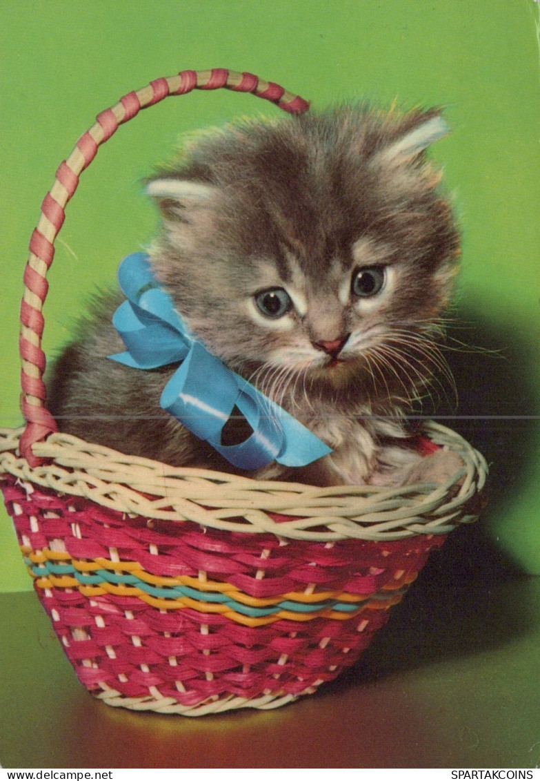 KATZE MIEZEKATZE Tier Vintage Ansichtskarte Postkarte CPSM #PAM103.DE - Katzen