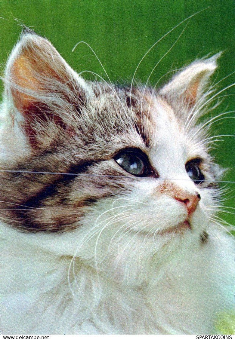 KATZE MIEZEKATZE Tier Vintage Ansichtskarte Postkarte CPSM #PAM165.DE - Katten