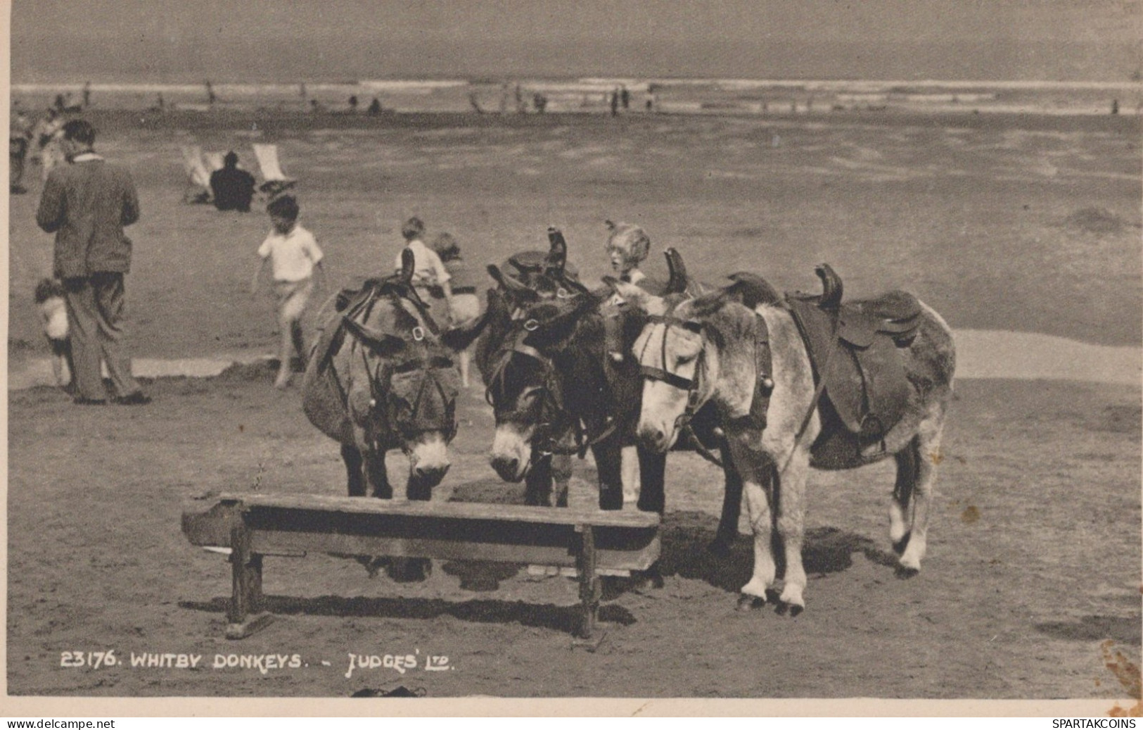 ÂNE Animaux Vintage Antique CPA Carte Postale #PAA227.FR - Ezels