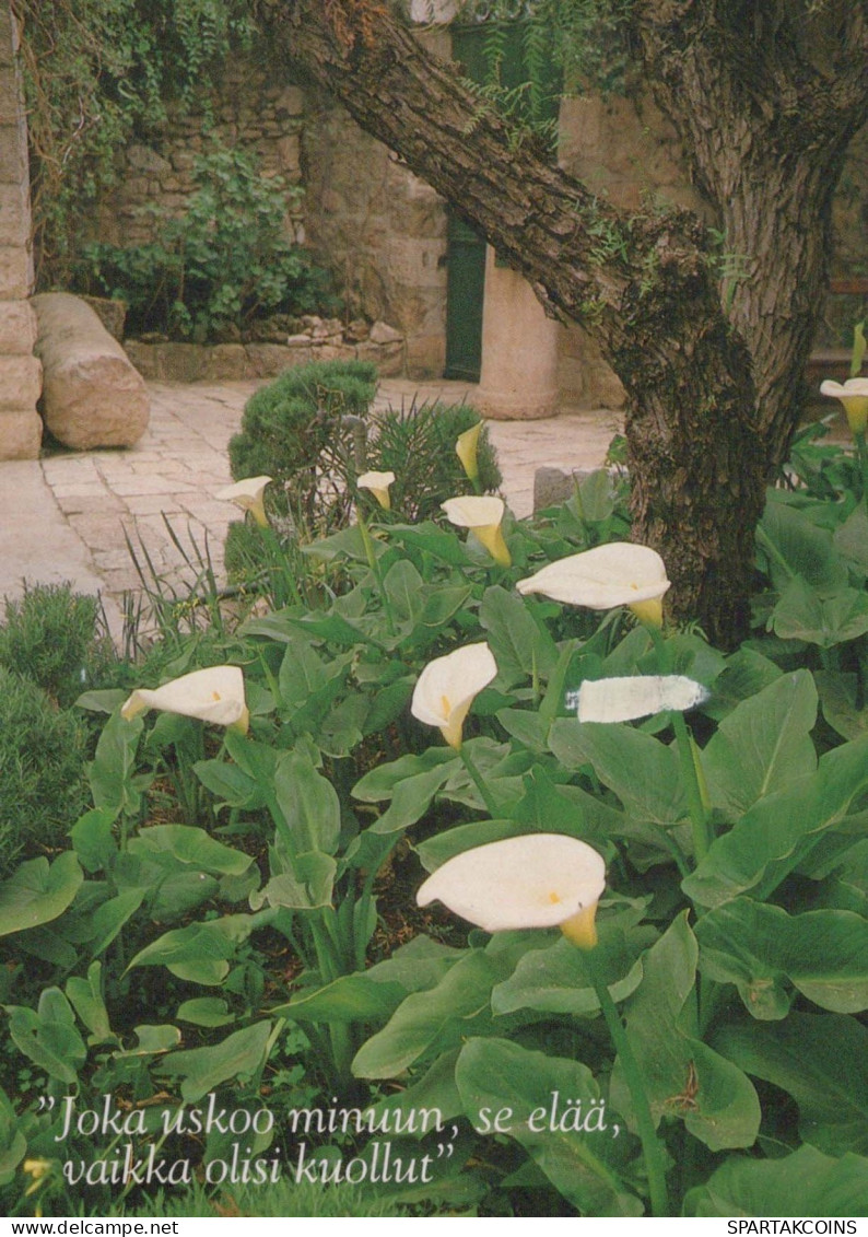 FLEURS Vintage Carte Postale CPSM #PBZ010.FR - Blumen