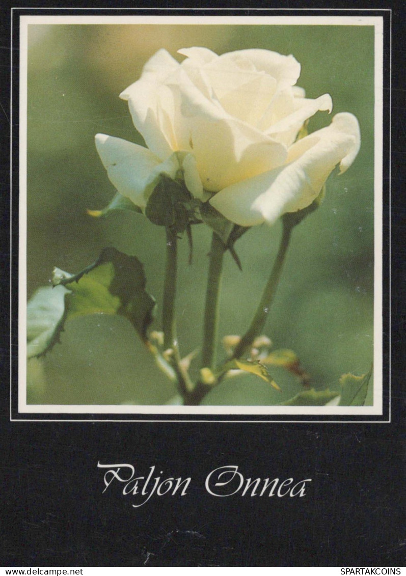 FLEURS Vintage Carte Postale CPSM #PBZ671.FR - Fleurs