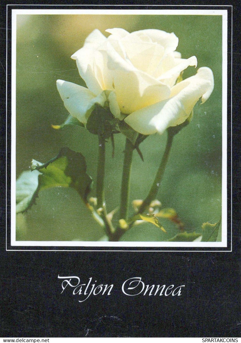 FLEURS Vintage Carte Postale CPSM #PBZ671.FR - Fiori