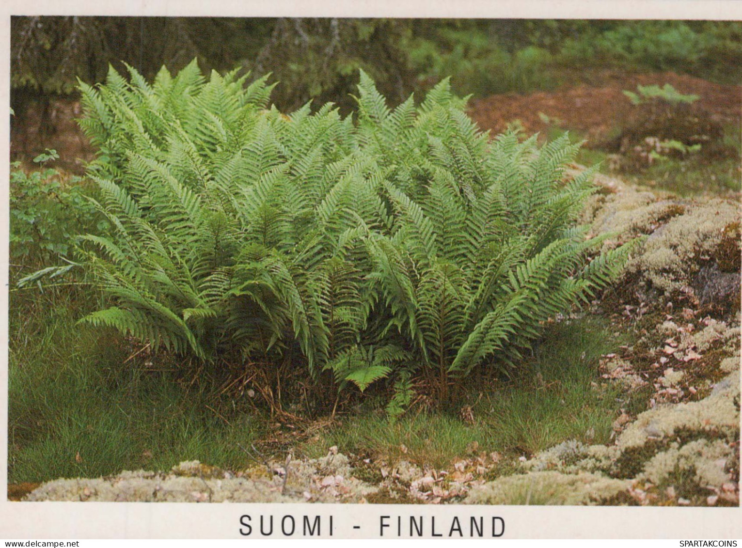 FLEURS Vintage Carte Postale CPSM #PBZ611.FR - Fiori