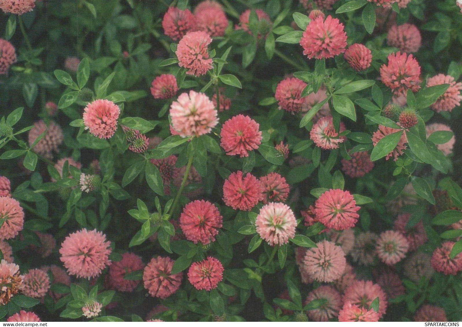 FLEURS Vintage Carte Postale CPSM #PBZ793.FR - Flowers