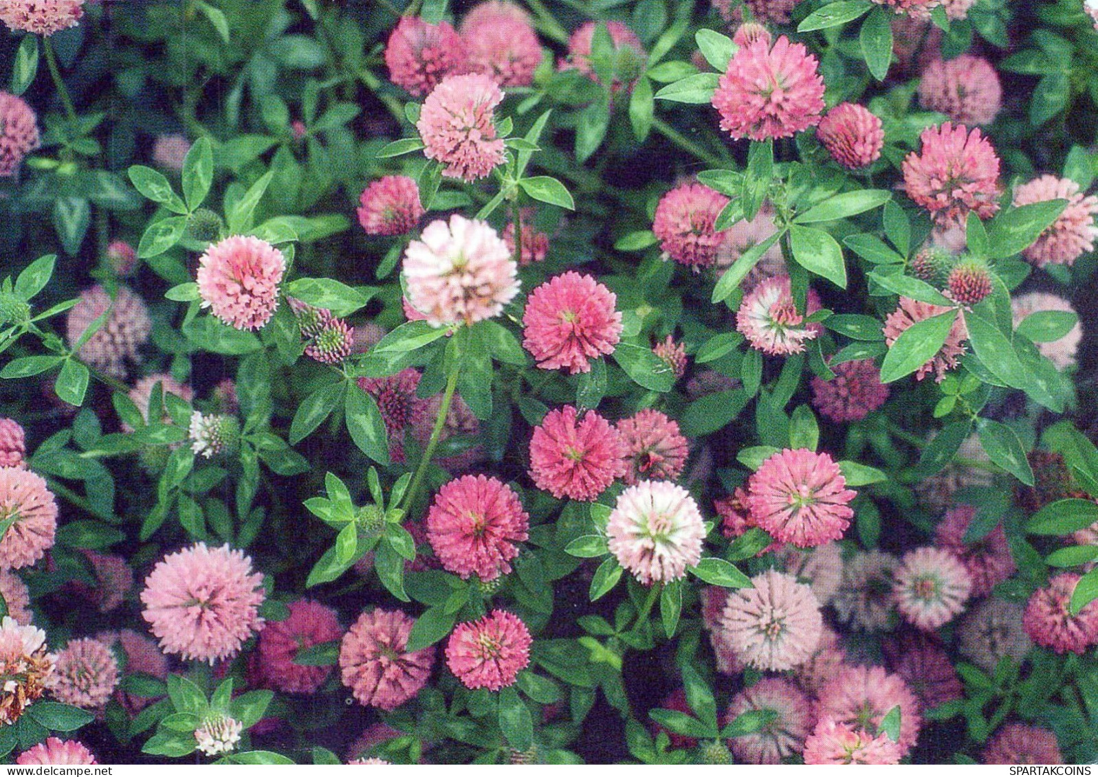 FLEURS Vintage Carte Postale CPSM #PBZ793.FR - Flowers