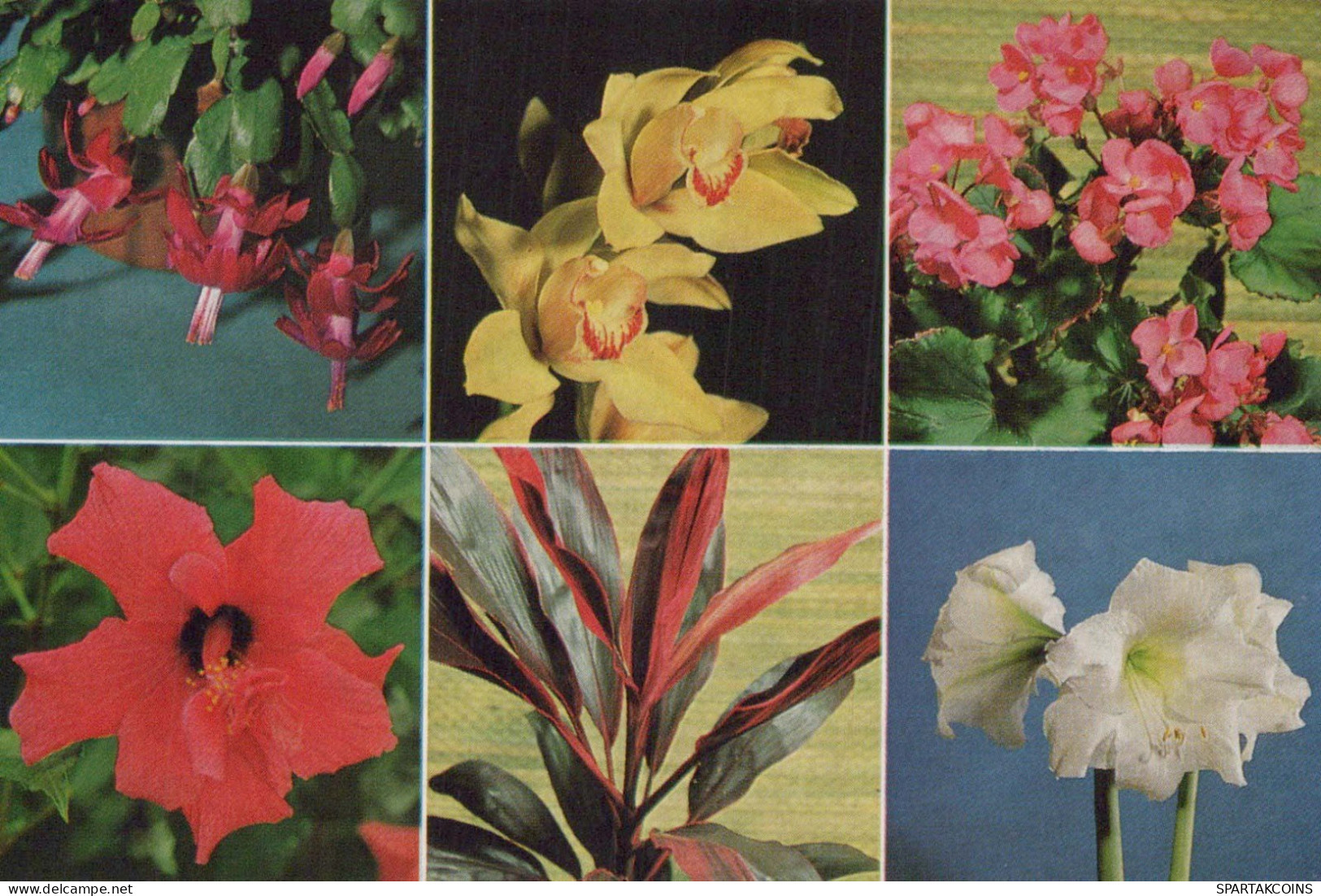 FLEURS Vintage Carte Postale CPSM #PBZ311.FR - Flowers