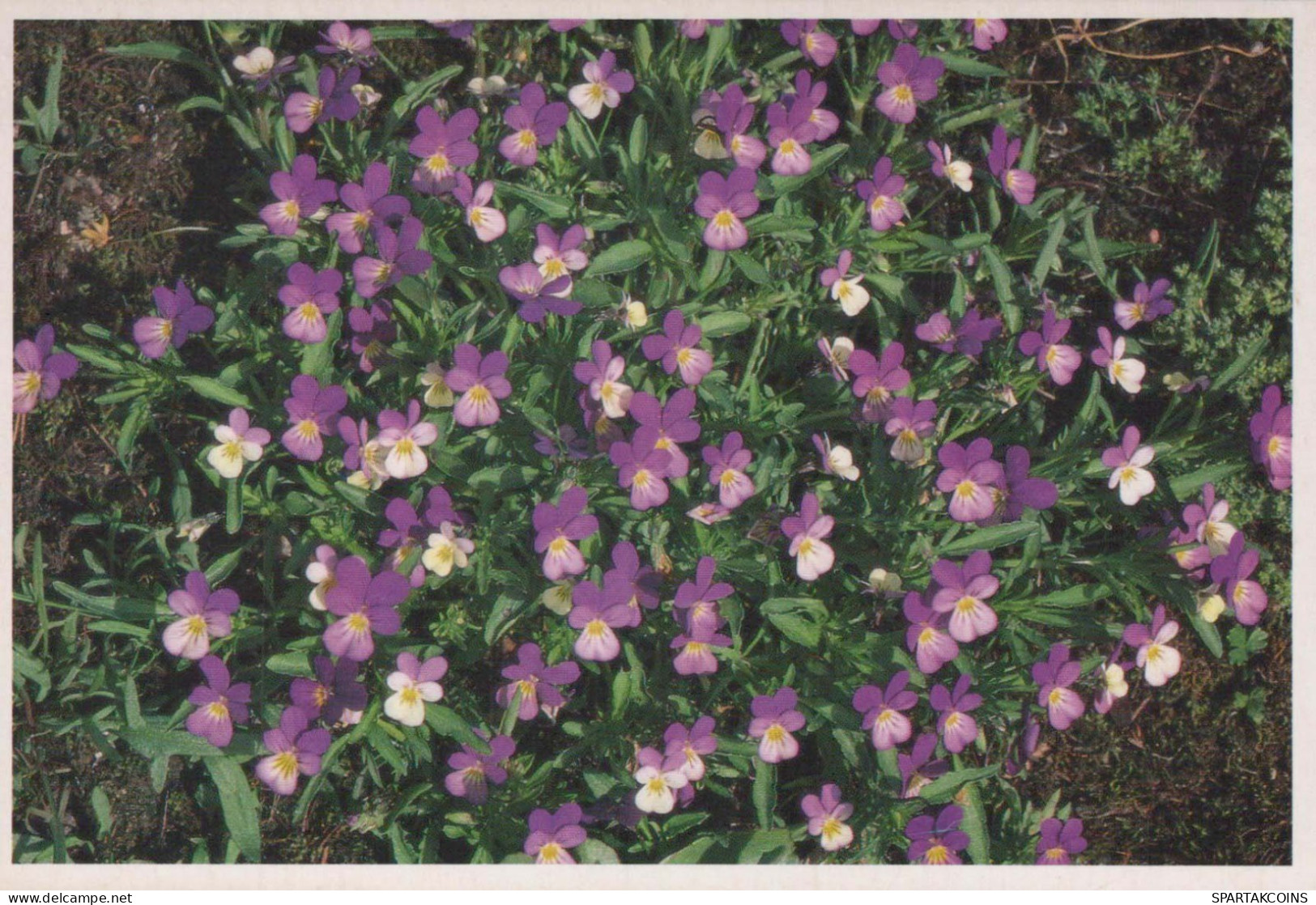 FLEURS Vintage Carte Postale CPSM #PBZ491.FR - Flores