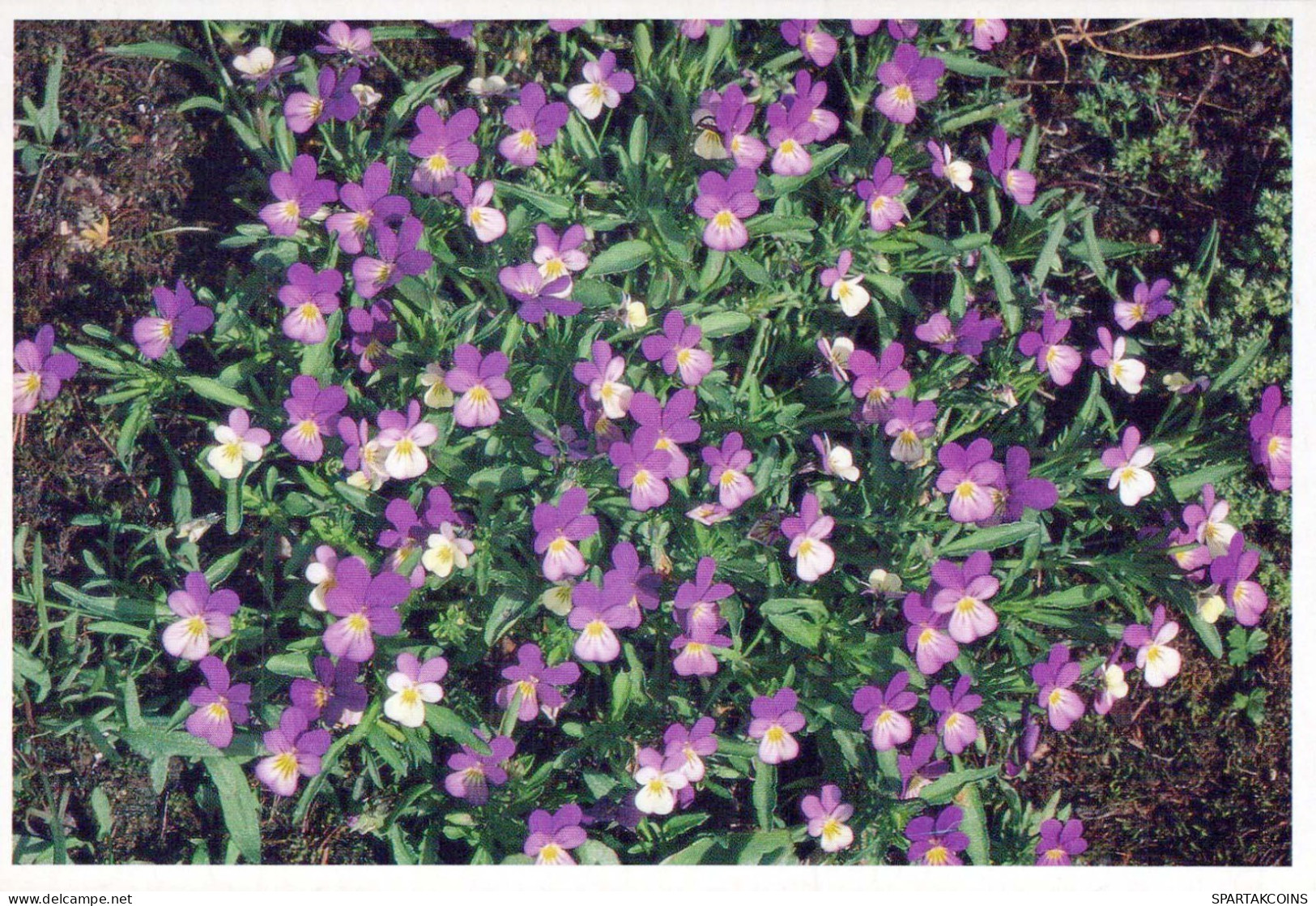 FLEURS Vintage Carte Postale CPSM #PBZ491.FR - Flores