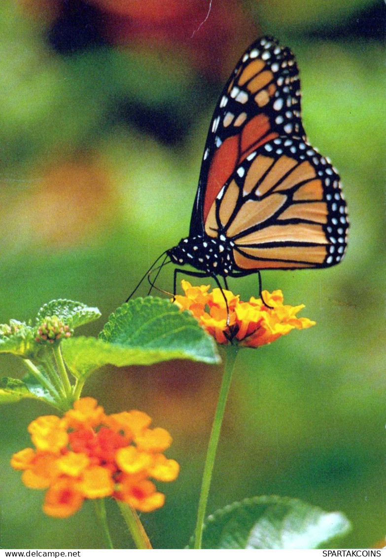 PAPILLONS Animaux Vintage Carte Postale CPSM #PBS459.FR - Butterflies