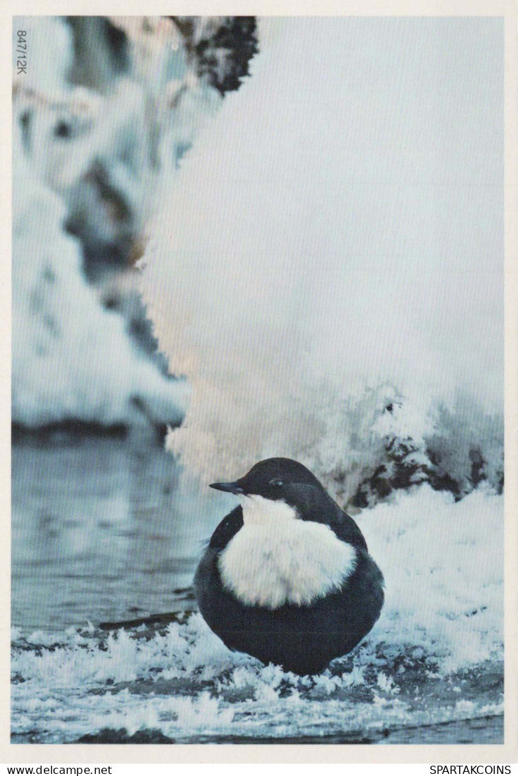 OISEAU Animaux Vintage Carte Postale CPSM #PBR418.FR - Vögel