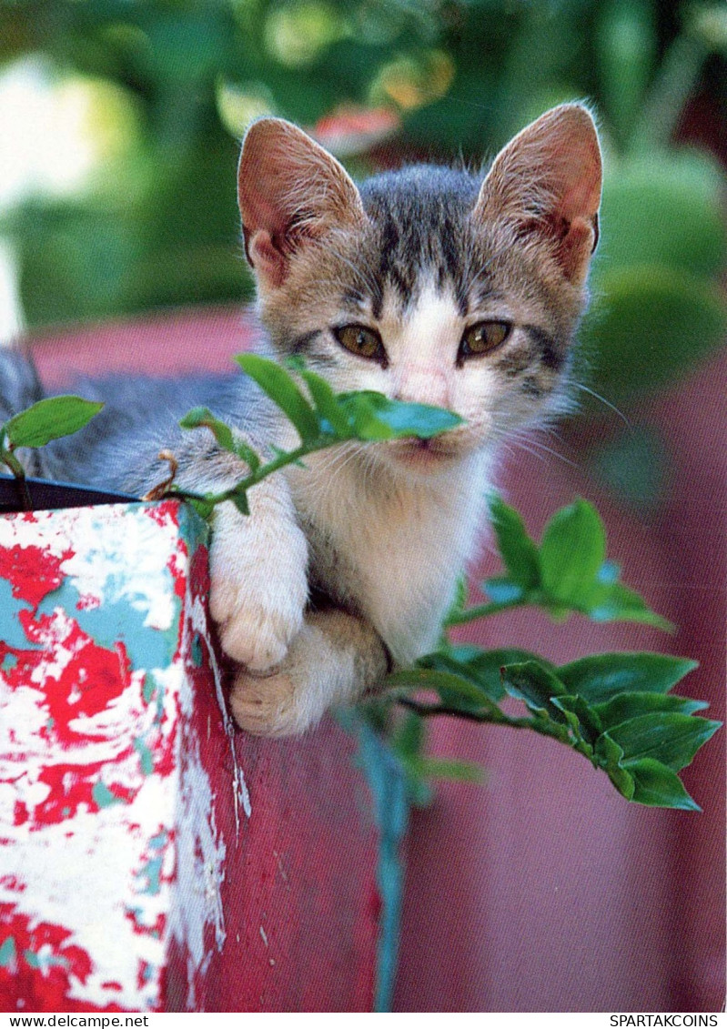 CHAT CHAT Animaux Vintage Carte Postale CPSM #PBQ765.FR - Chats