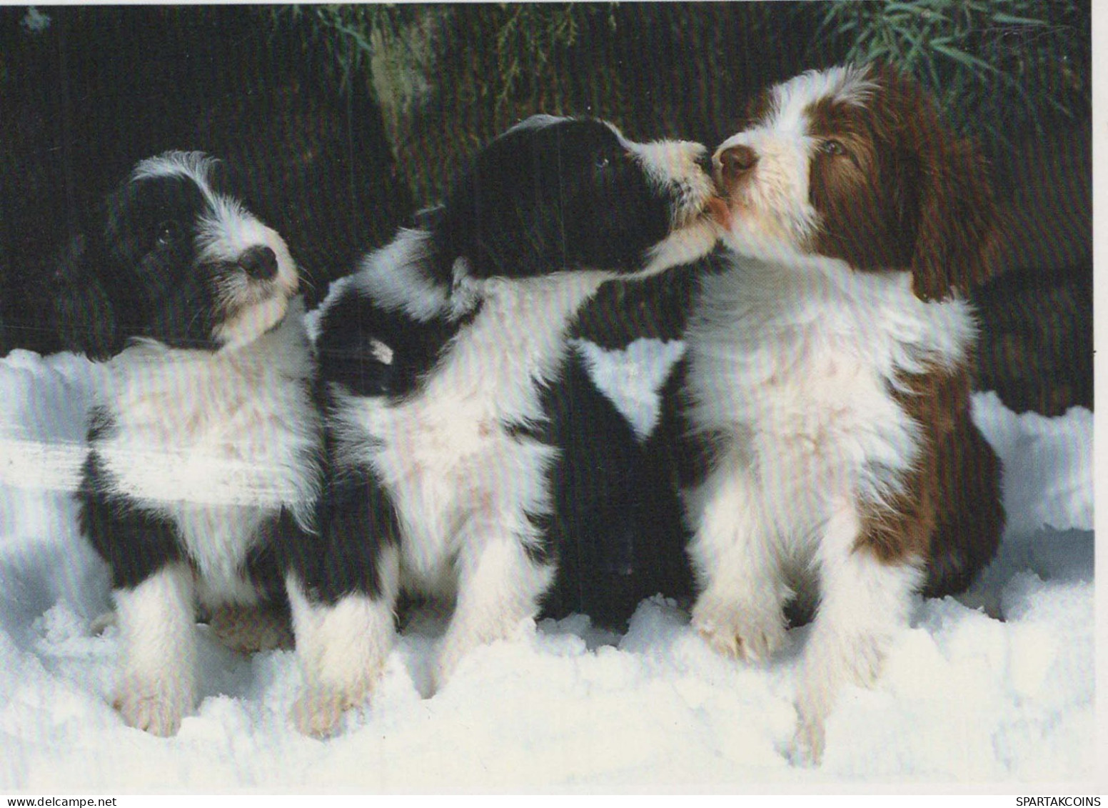 CHIEN Animaux Vintage Carte Postale CPSM #PBQ565.FR - Chiens