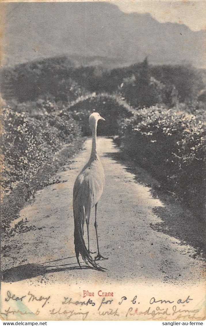 CPA / AFRIQUE DU SUD / BLUE CRANE - Südafrika