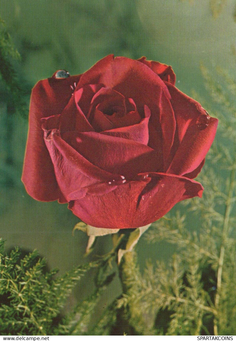 FIORI Vintage Cartolina CPSM #PAS266.IT - Flores