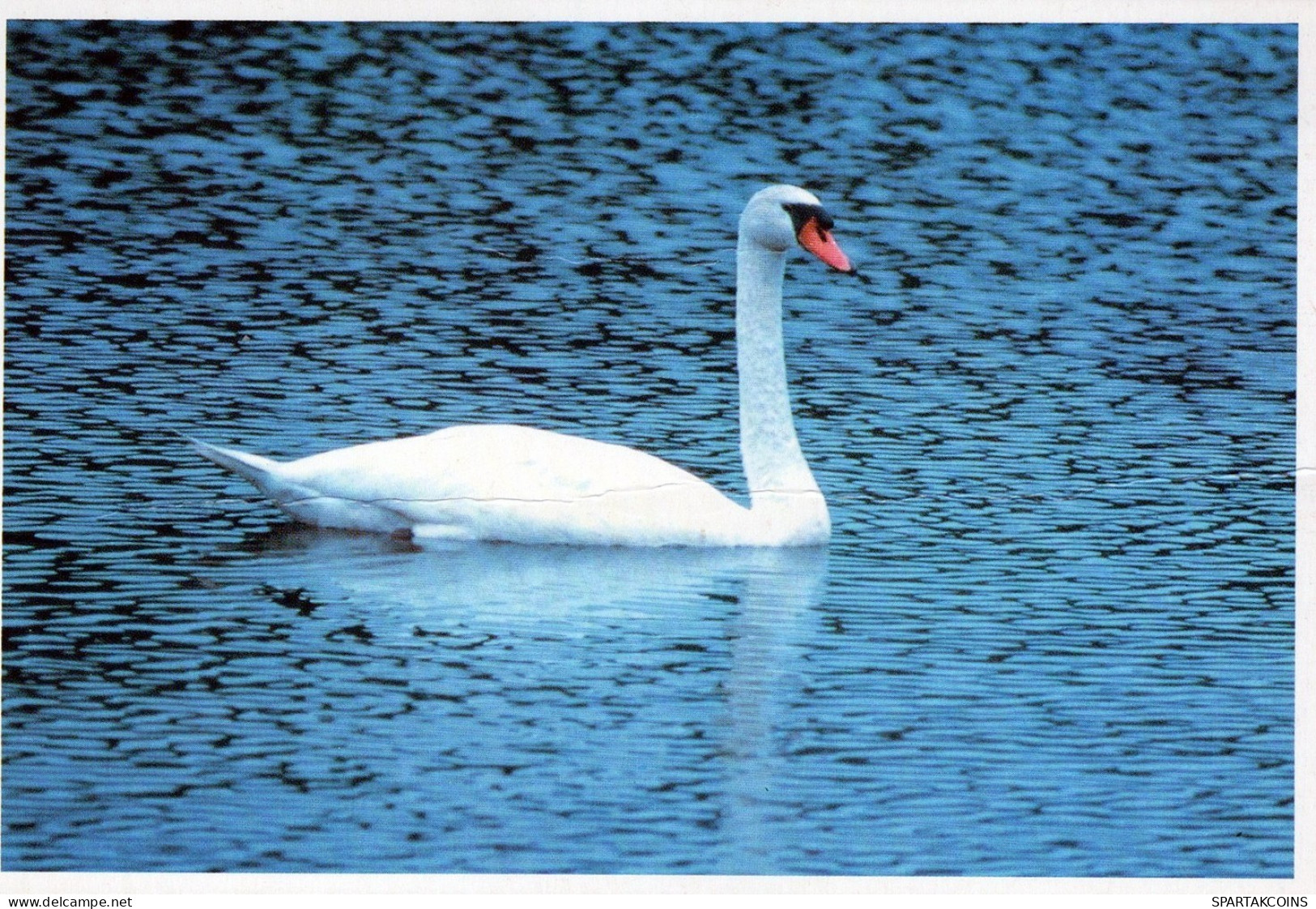 UCCELLO Animale Vintage Cartolina CPSM #PAN288.IT - Vögel