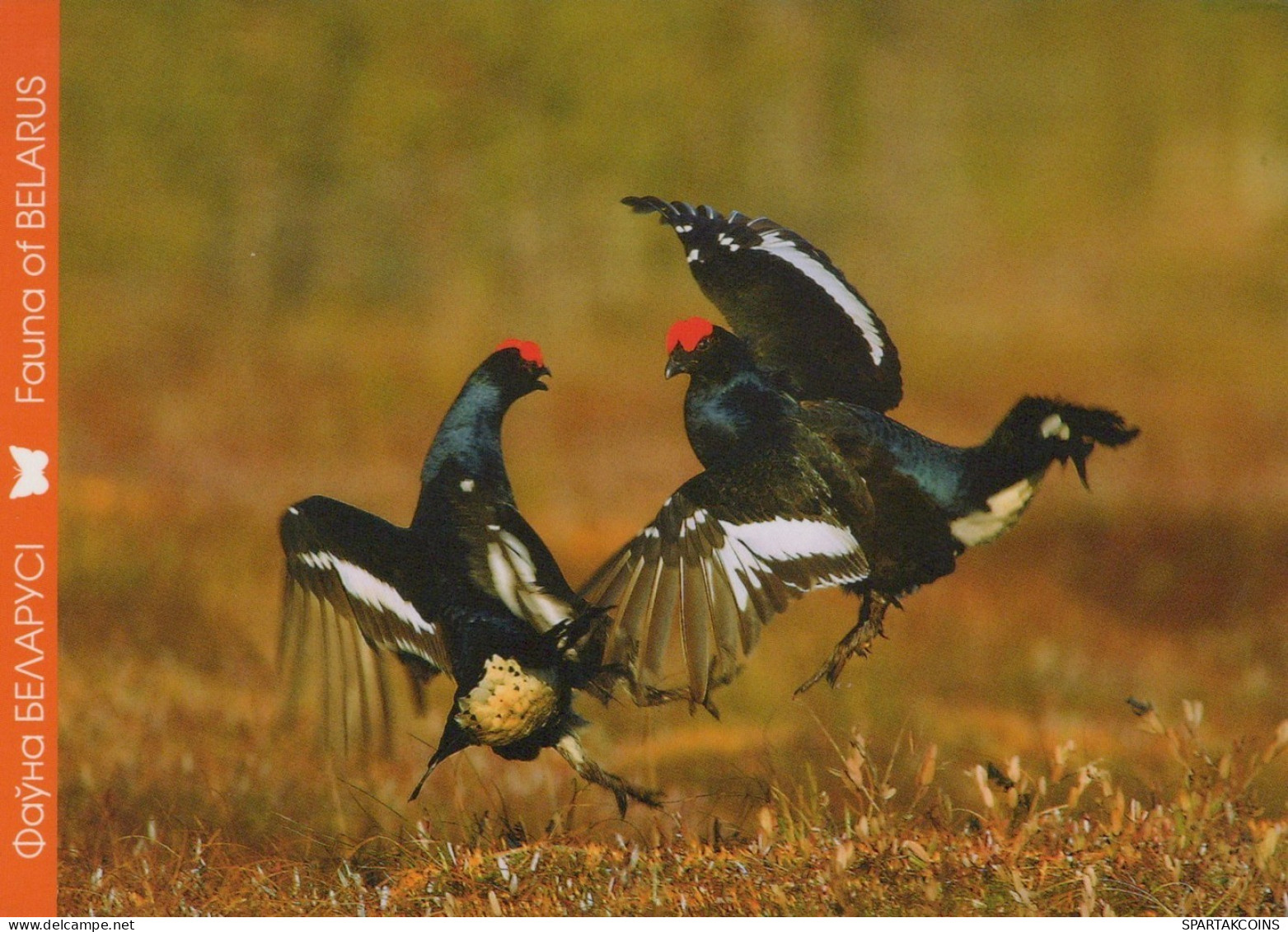 UCCELLO Animale Vintage Cartolina CPSM #PAN350.IT - Vogels