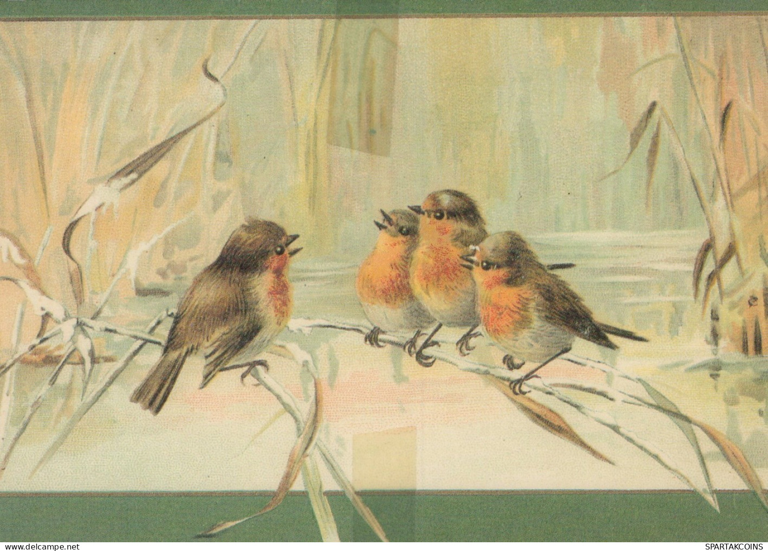 UCCELLO Animale Vintage Cartolina CPSM #PAM734.IT - Vögel