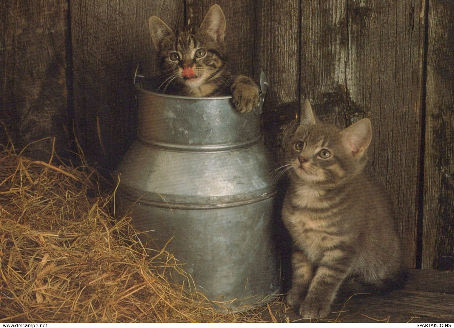 GATTO KITTY Animale Vintage Cartolina CPSM #PAM605.IT - Chats