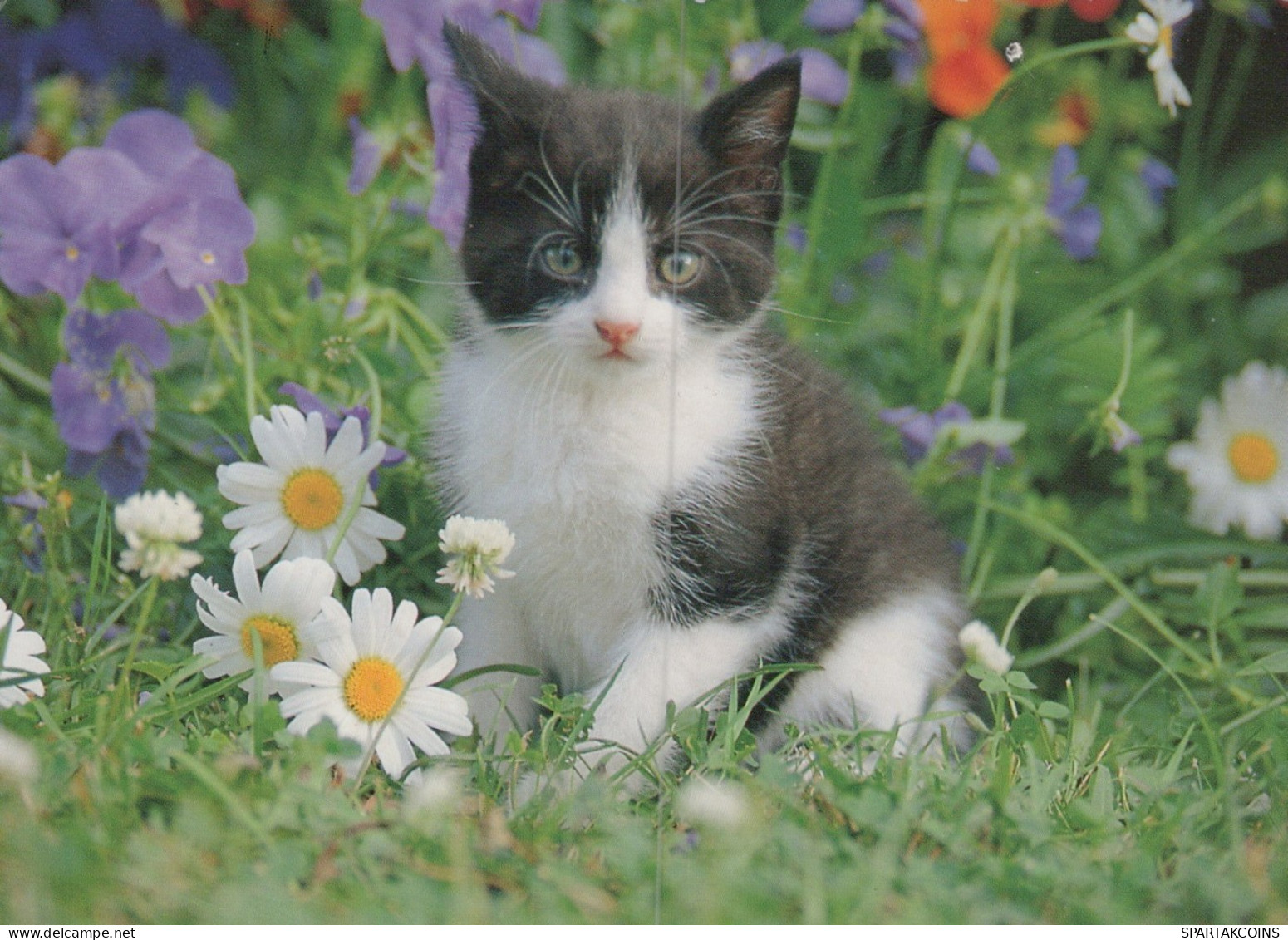 GATTO KITTY Animale Vintage Cartolina CPSM #PAM352.IT - Cats
