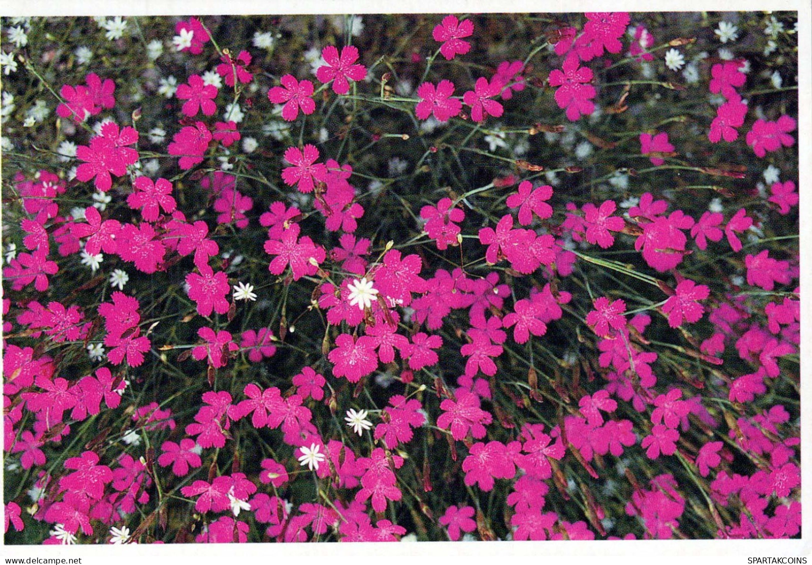 FLOWERS Vintage Ansichtskarte Postkarte CPSM #PBZ794.DE - Fleurs