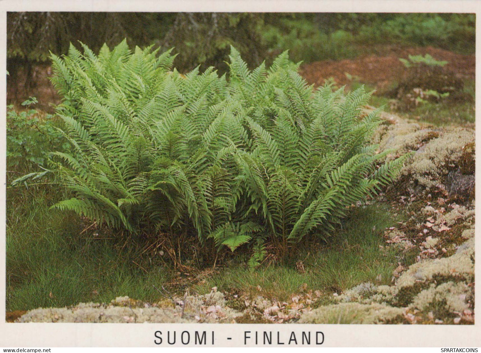 FLOWERS Vintage Ansichtskarte Postkarte CPSM #PBZ612.DE - Blumen