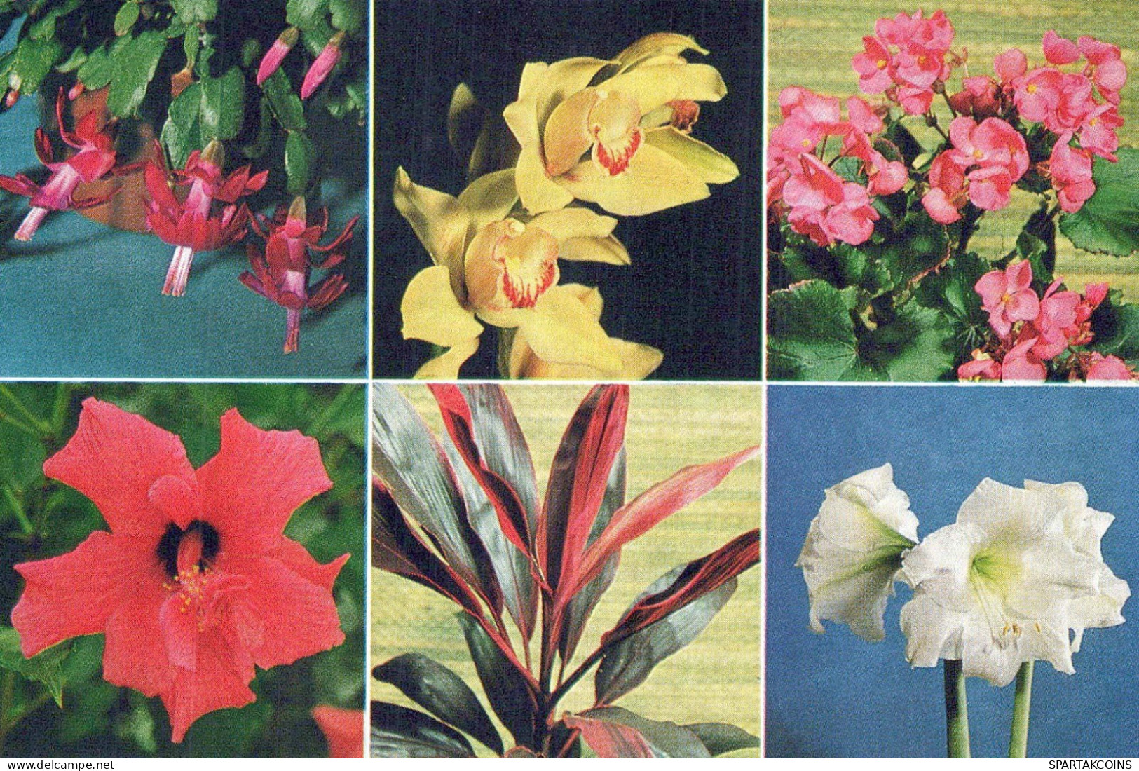 FLOWERS Vintage Ansichtskarte Postkarte CPSM #PBZ312.DE - Fleurs