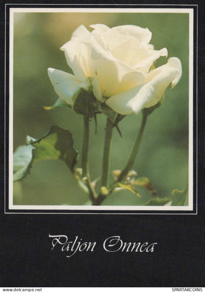 FLOWERS Vintage Ansichtskarte Postkarte CPSM #PBZ672.DE - Blumen